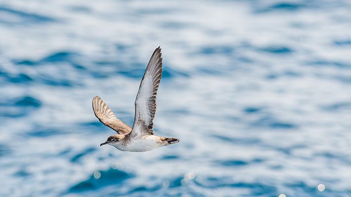 Telediario Fin de Semana - La pardela balear, en peligro de extinción