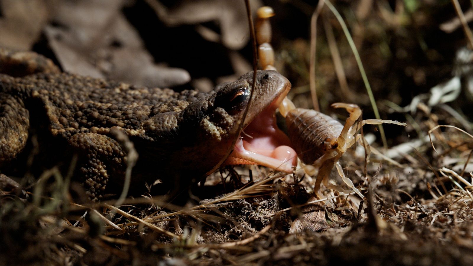 Cuaderno de campo - Sapos - Ver ahora