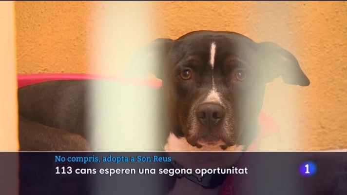 Informatiu Balear - No compris, adopta a Son Reus