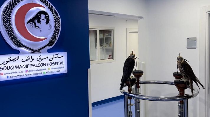 Otros deportes - Mundial de Qatar 2022 | Así es el hospital de halcones de Catar