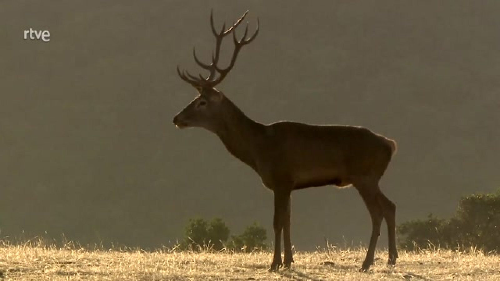 Jara y sedal - Una gestión sostenible - ver ahora
