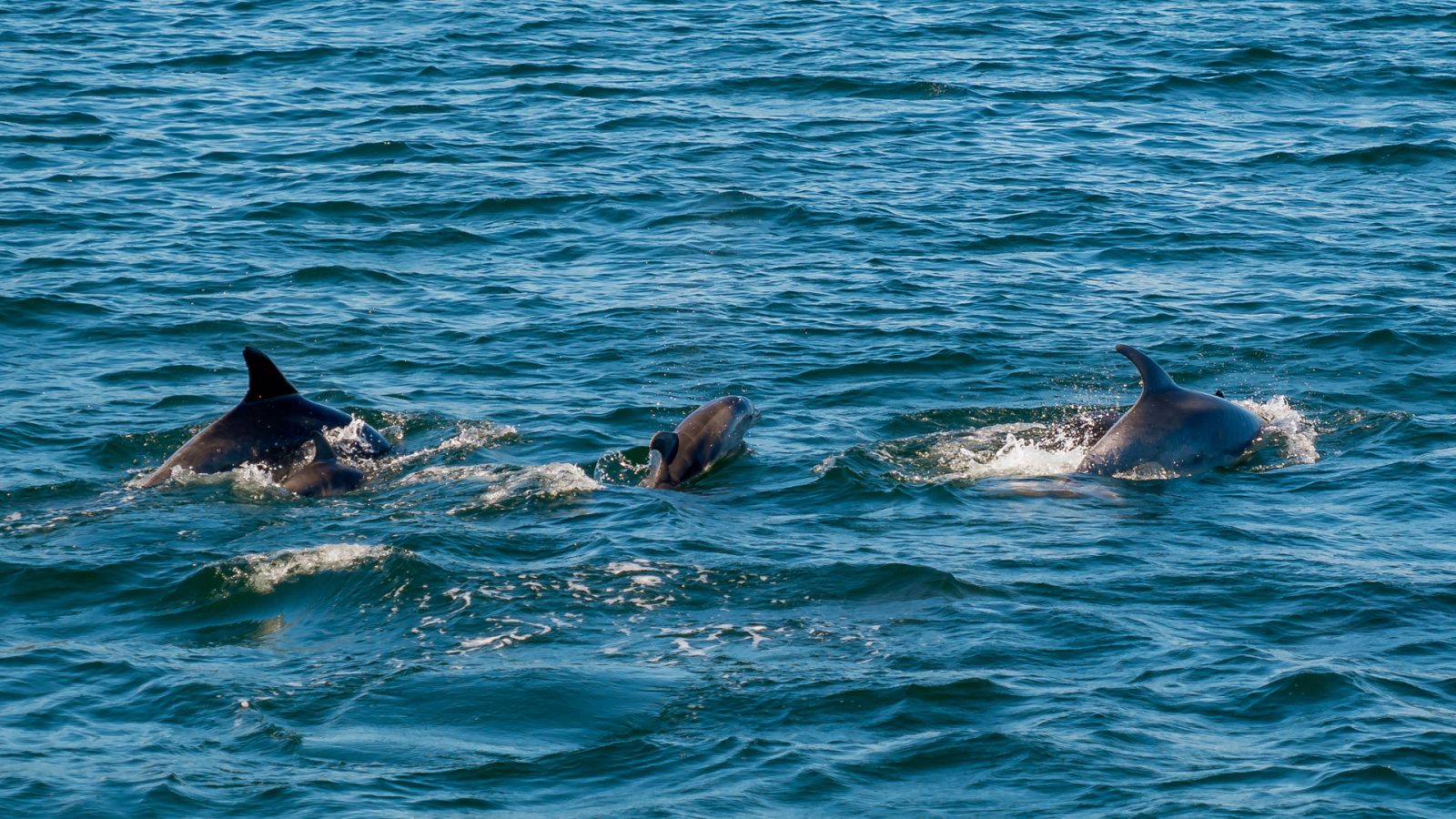 ¡Qué animal! - Cetáceos - ver ahora