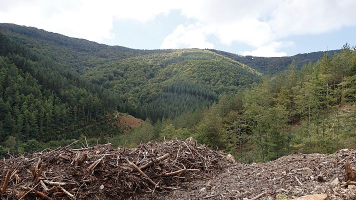 Telediario Fin de Semana - Las especies invasoras, una plaga para los bosques
