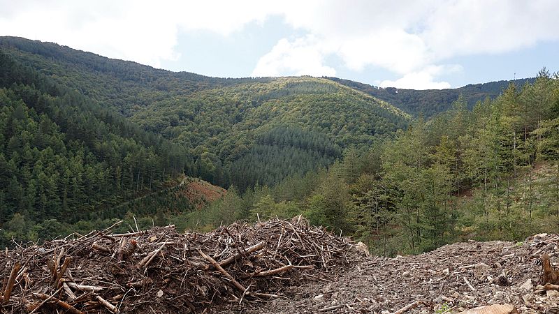 Las especies invasoras, una plaga para los bosques | Ver