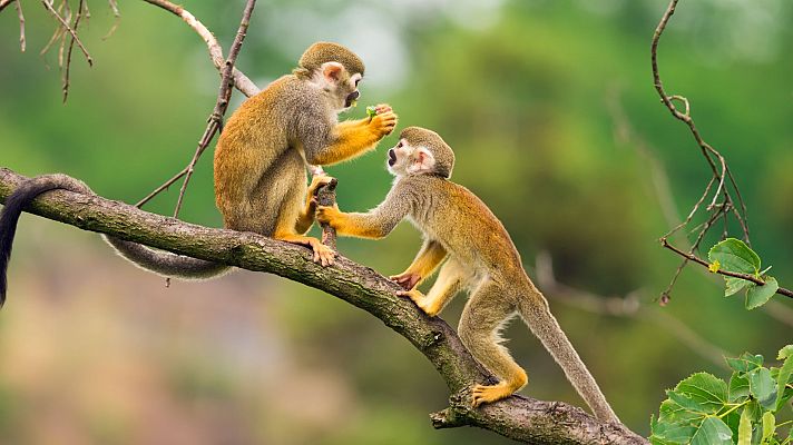 Animales al natural - Monos