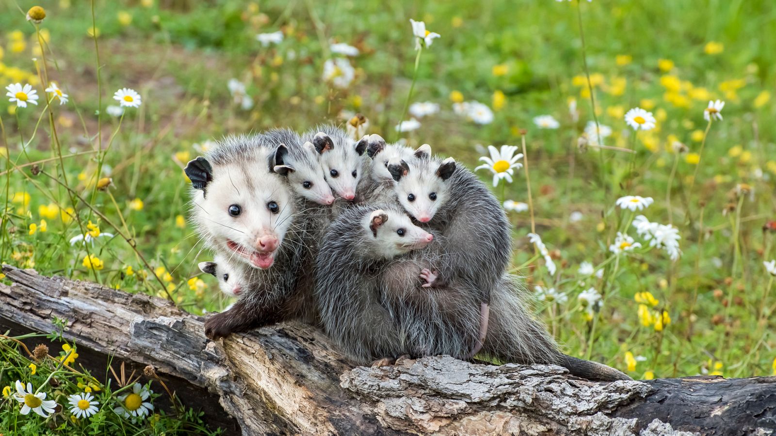 Animales al natural - T2. Episodio 8: Marsupiales - ver ahora