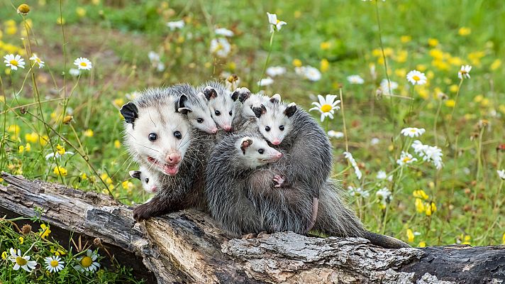 Animales al natural - Marsupiales