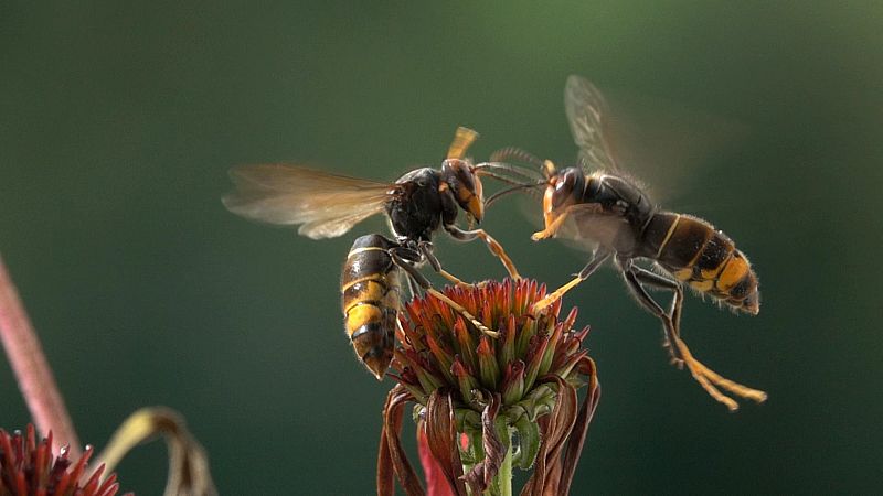 ¡Qué animal! - Juego