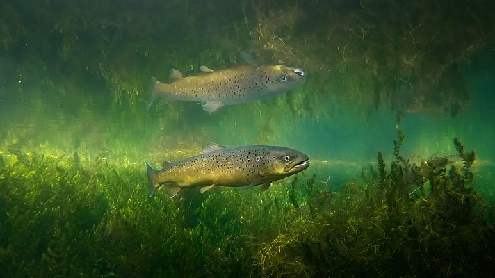 Cuaderno de campo - Truchas y salmones