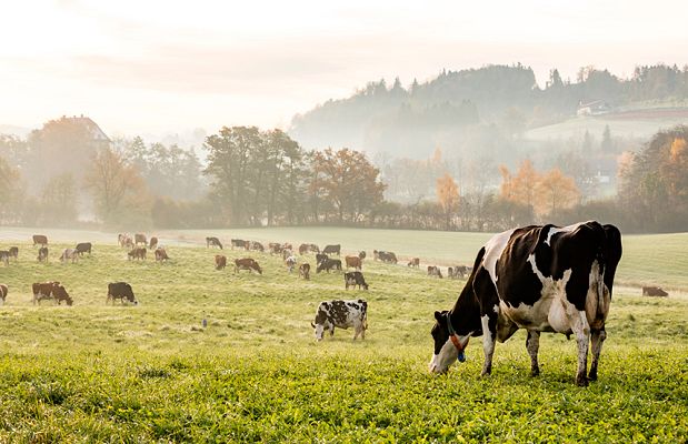 Para todos La 2 - Una iniciativa pionera en una fábrica de leche de Zamora