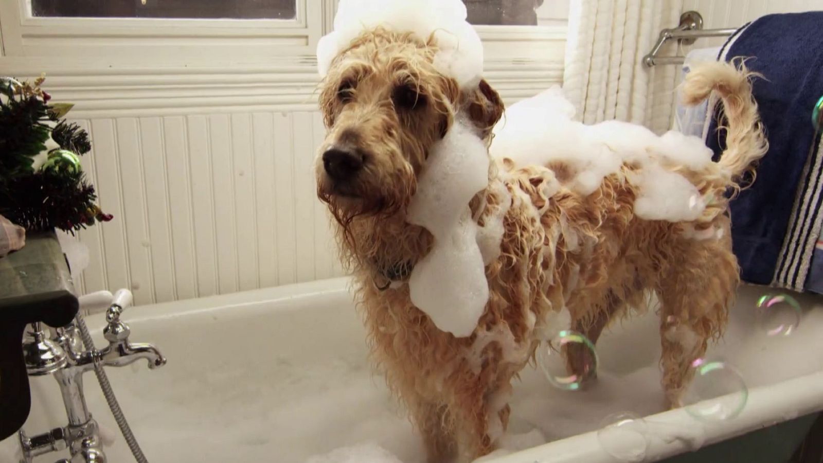 Cine infantil - Una navidad helada - Ver ahora