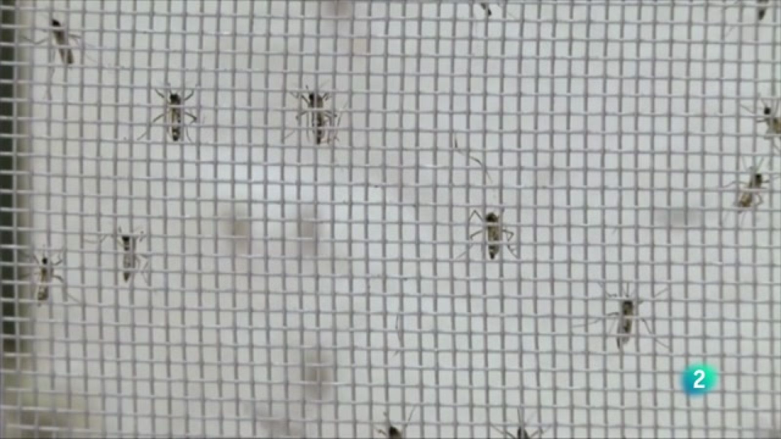 Telecanarias 2 - 21/12/2022 | Ver