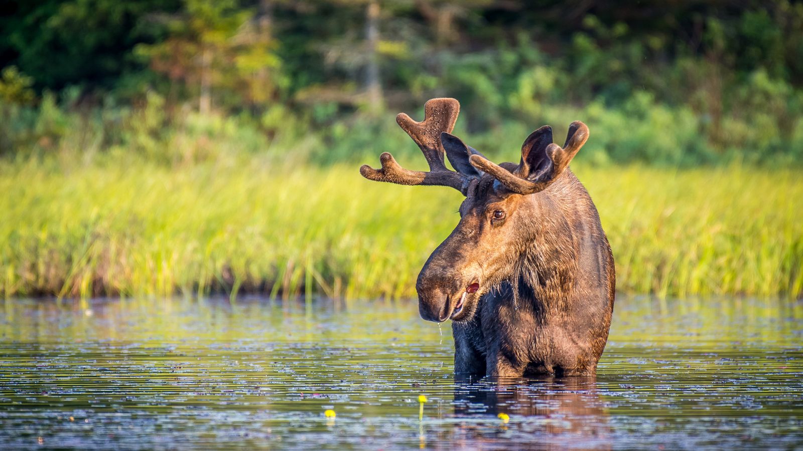 Animales al natural - T2 - Episodio 4: Ungulados - ver ahora