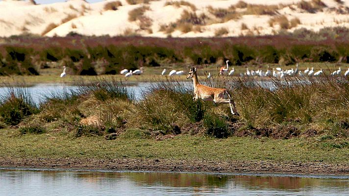 Telediario Fin de Semana - La laguna de Santa Olalla, en Doñana, recupera el 50% de su capacidad