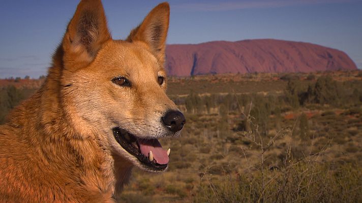Animales al natural - Perros salvajes