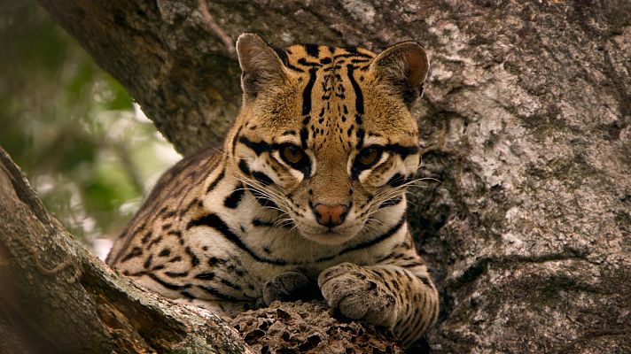 Animales al natural - Felinos salvajes