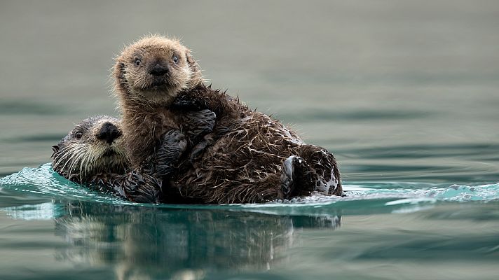 Animal Einsteins - Maestros del engaño
