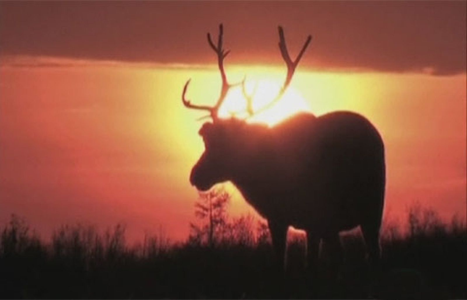 Los renos de Siberia están en peligro de extinción - Ciencia y tecnología en Rtve.es | Ver