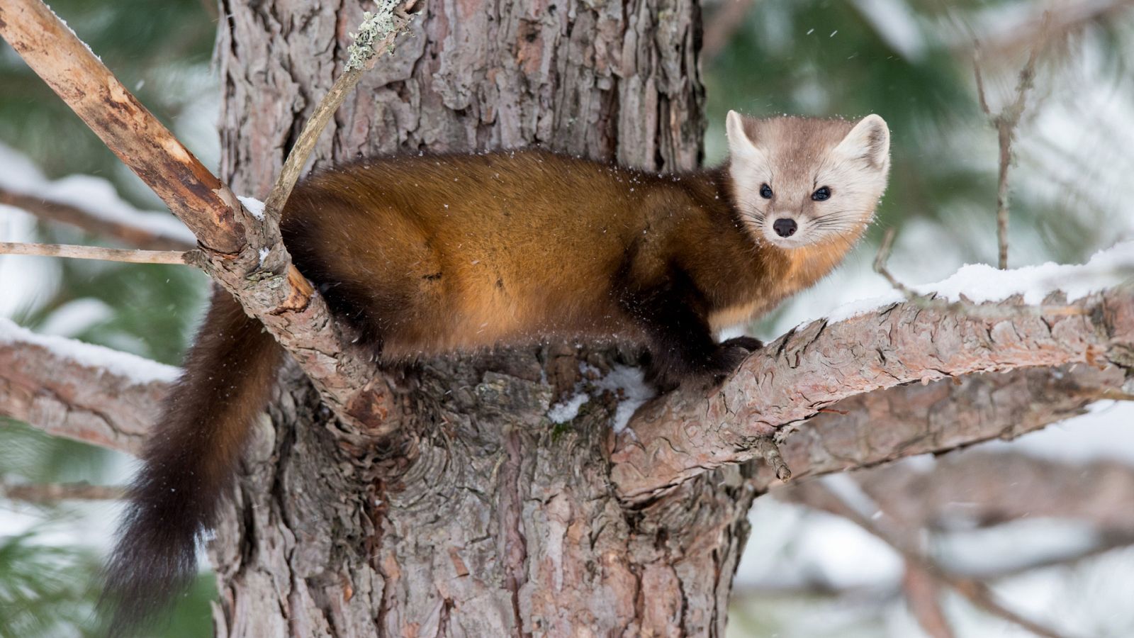 Som Documentals - Mosteles: enèrgiques i temeràries - Veure ara