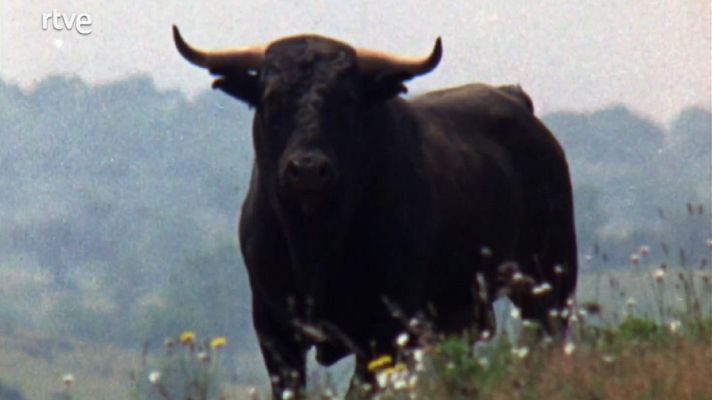 Conozca usted España - El toro de lidia