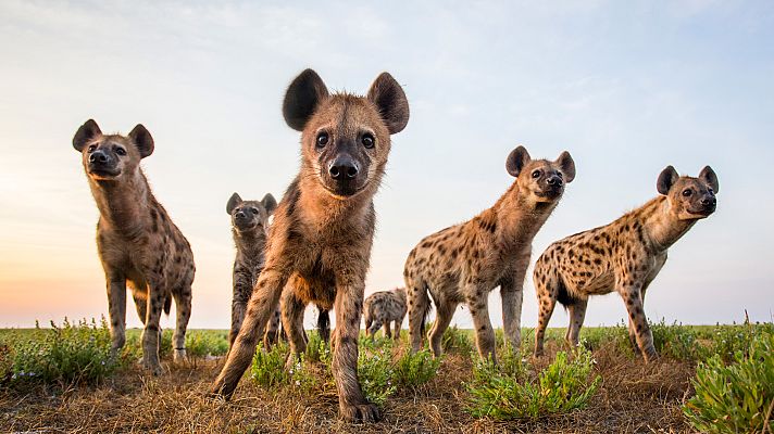 Animal Einsteins - Seres sociales