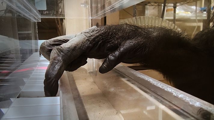 Somos Documentales - Animal musical