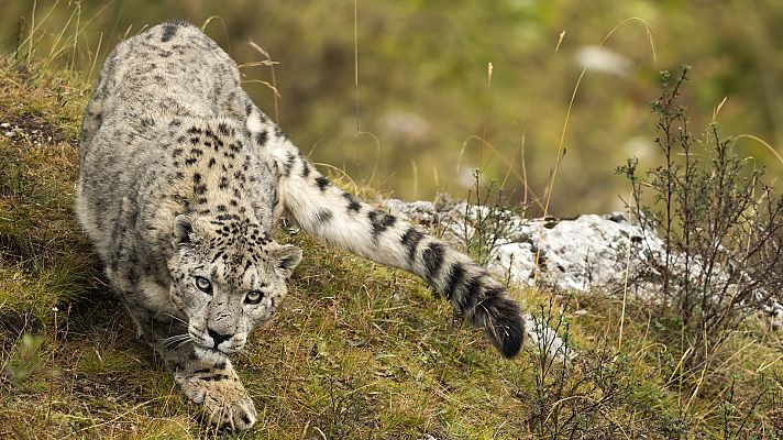 Somos Documentales - El reino del hielo del leopardo de las nieves