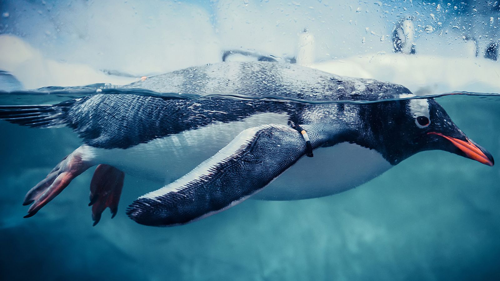 Somos documentales - Pingüinos - ver ahora