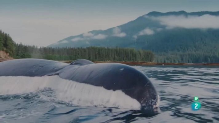 Som Documentals - Einsteins animals 1: Ments genials