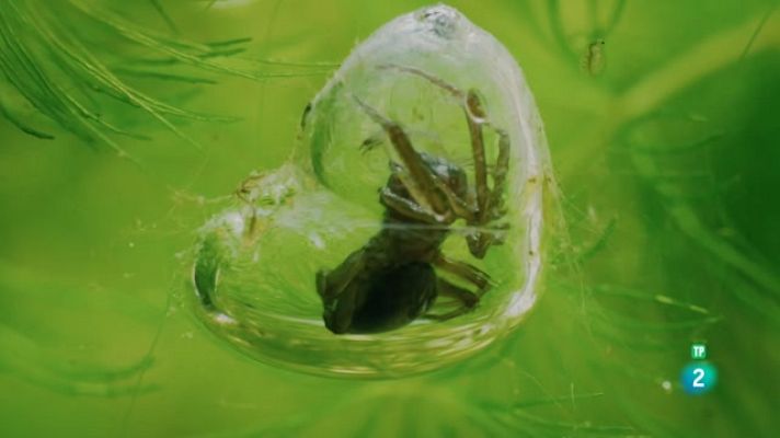 Som Documentals - Einsteins animals 3: Constructors