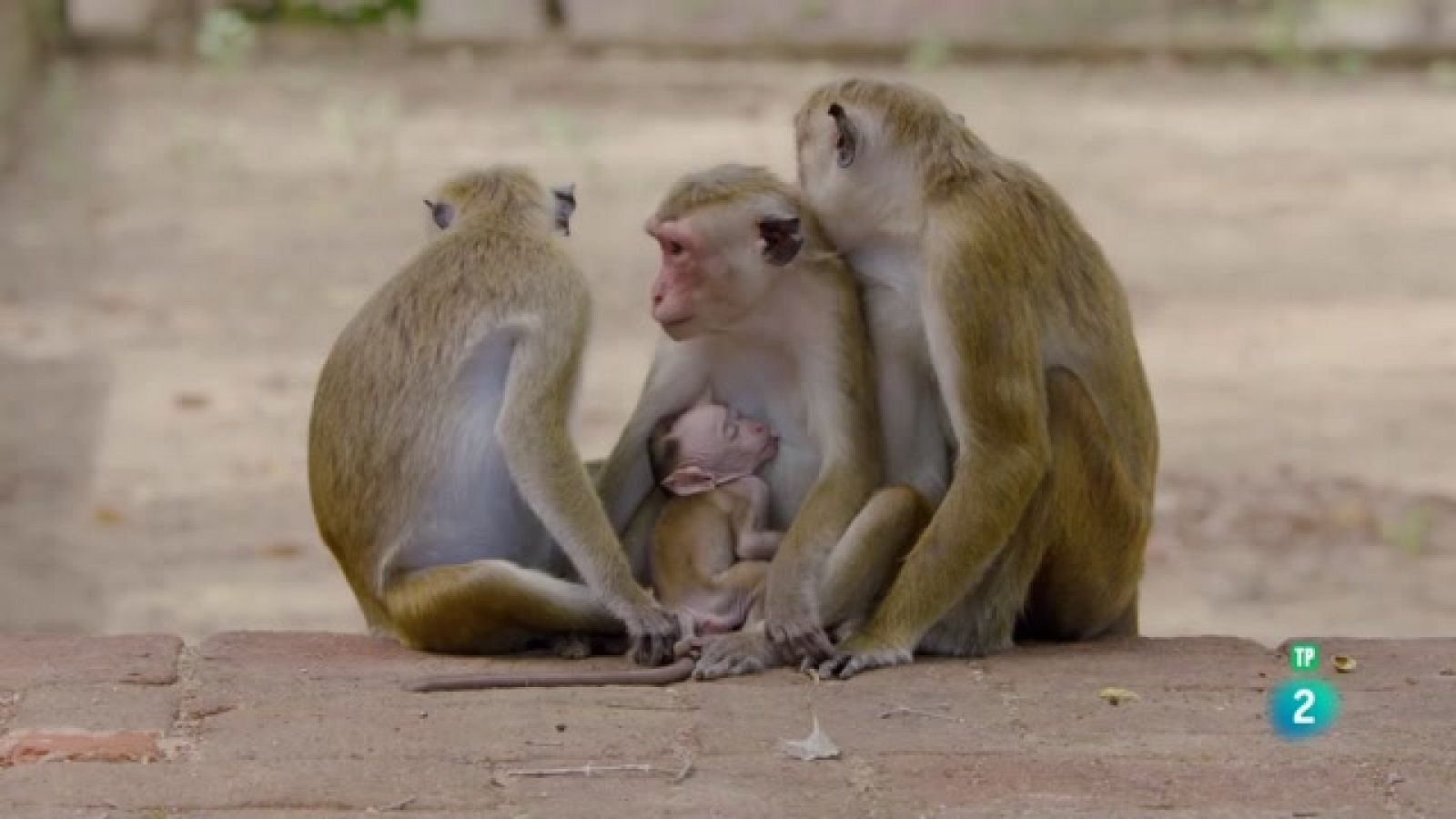 Som Documentals - L'illa dels micos 3: problemes al paradís - Veure ara