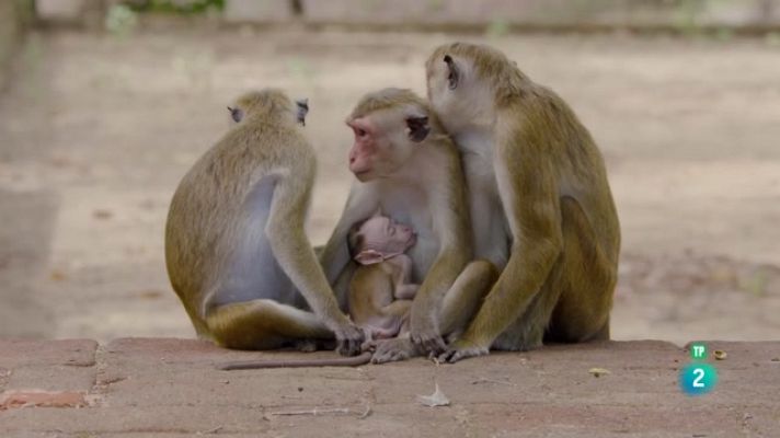 Som Documentals - L'illa dels micos 3: problemes al paradís