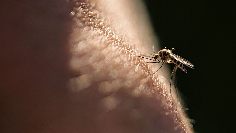 Plaga de mosquitos: "Las poblaciones de mosquitos que hacen el pico en verano continúan resistiendo"