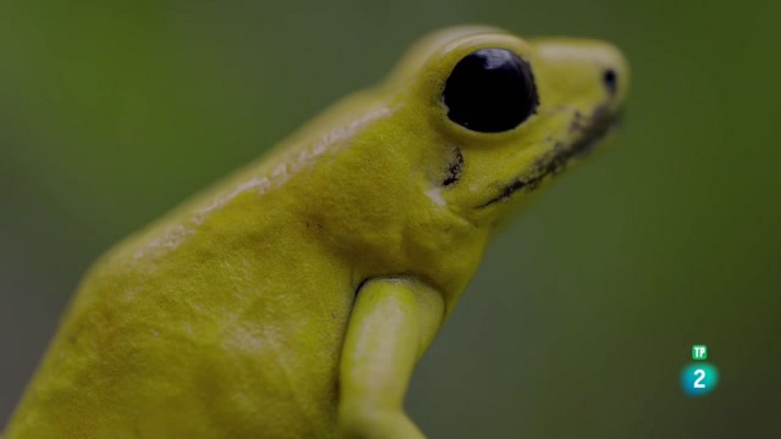 Som Documentals - A la Colòmbia salvatge: Romeu i Julieta - Veure ara