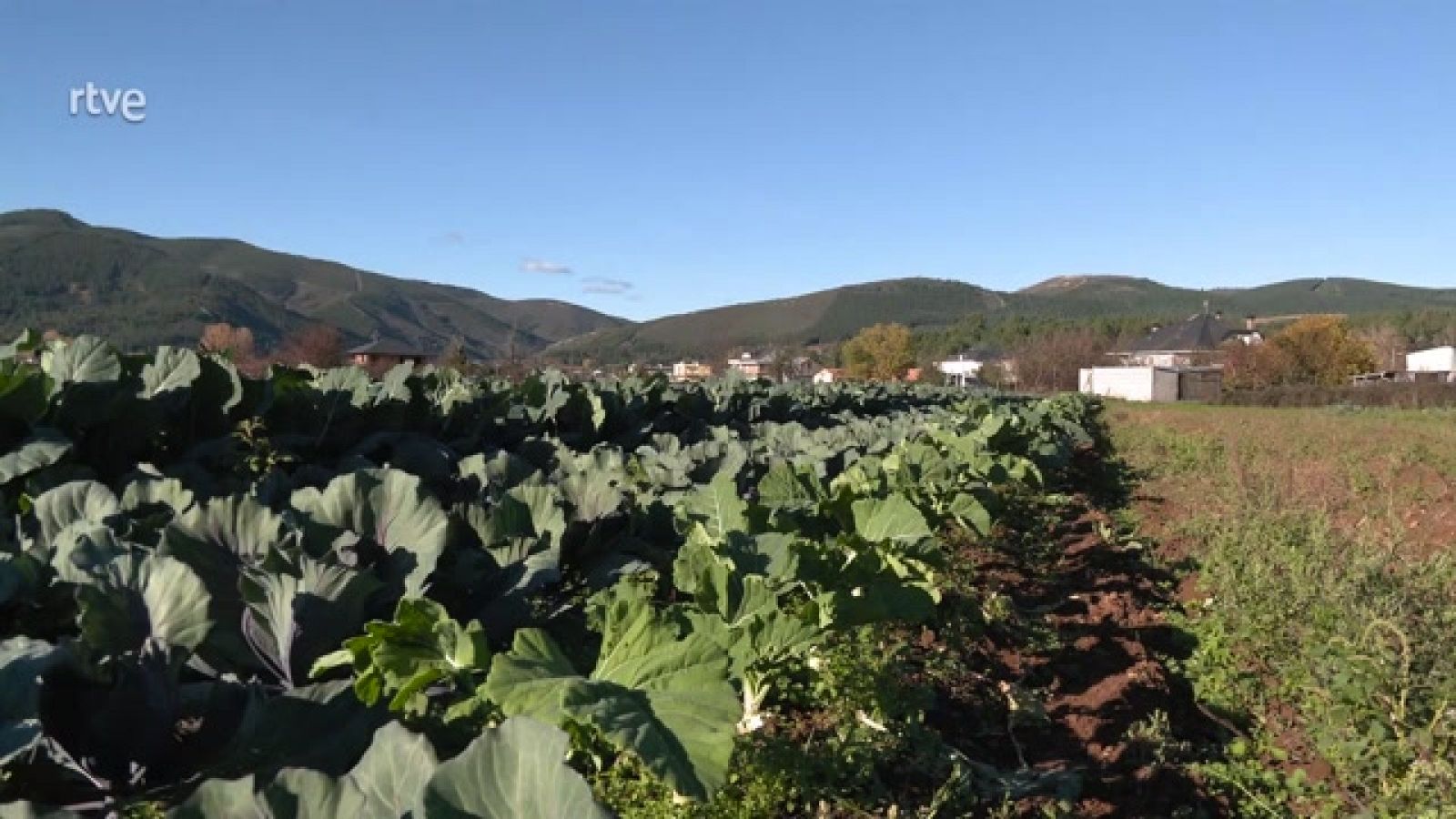 Aquí la Tierra - La berza leonesa, propiedades y singularidades