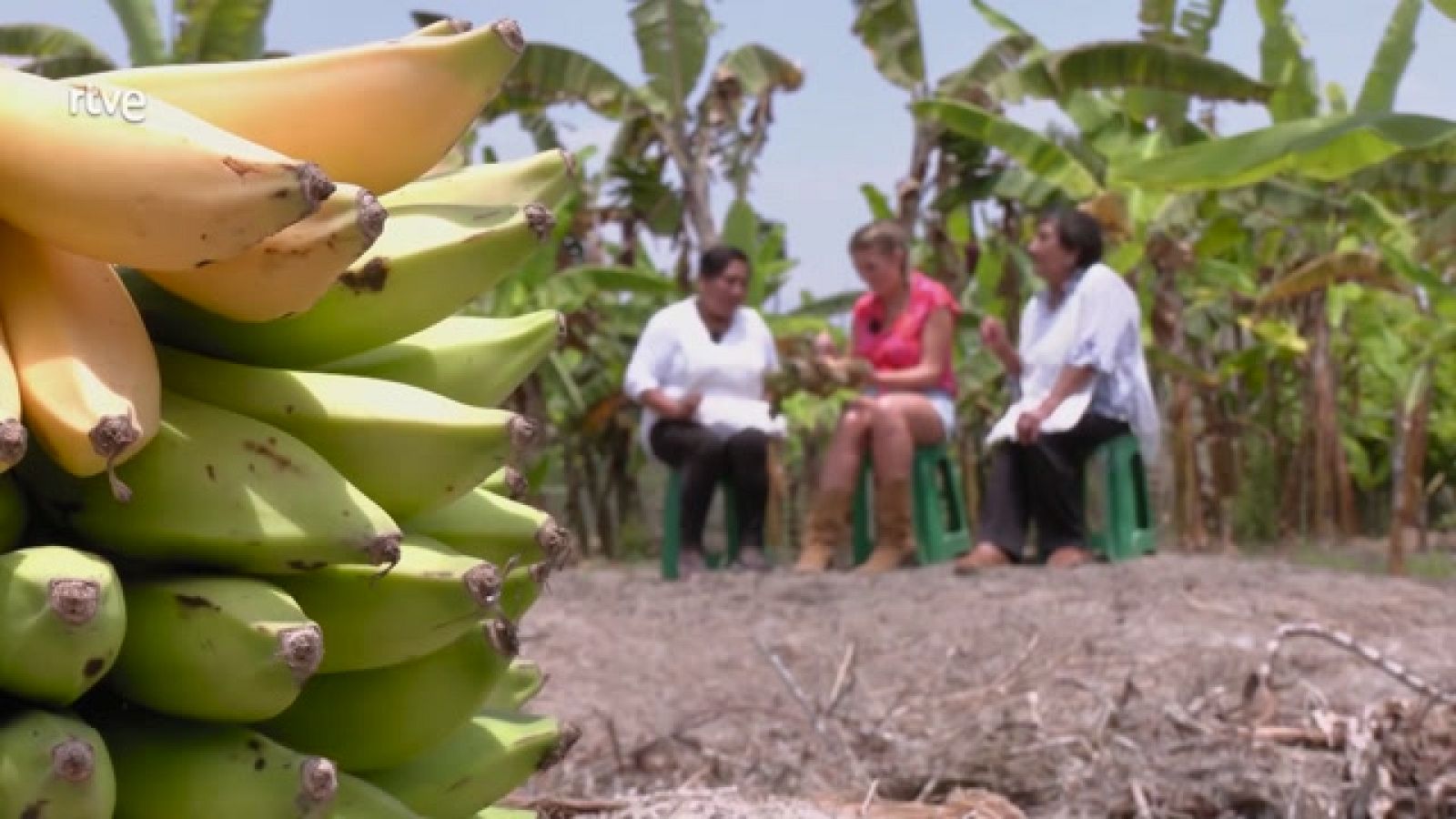 Aquí la Tierra - Todo sobre el plátano maleño, directo desde Perú