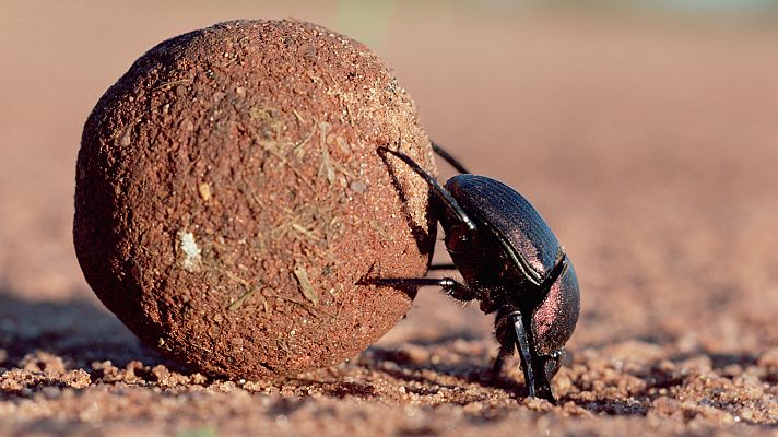 Animal Einsteins - Viajeros