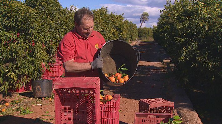 L'informatiu - Comunitat Valenciana - La campaña de los cítricos llega a su ecuador en un buen momento