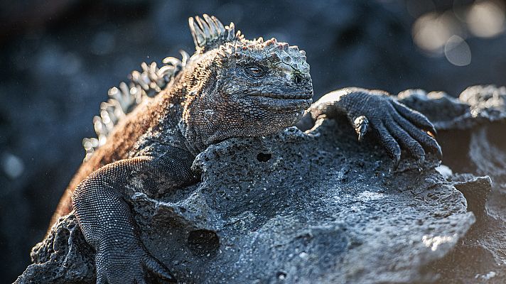 Edén, paraísos remotos - Galápagos: Las islas encantadas