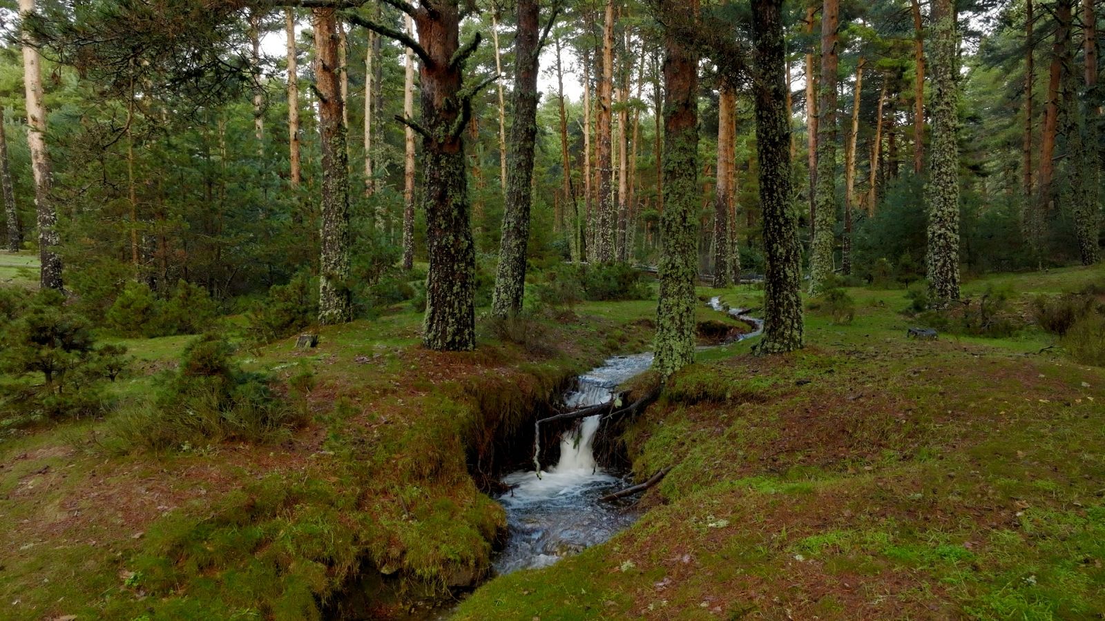 El señor de los bosques - Alto de Malagón - Ver ahora