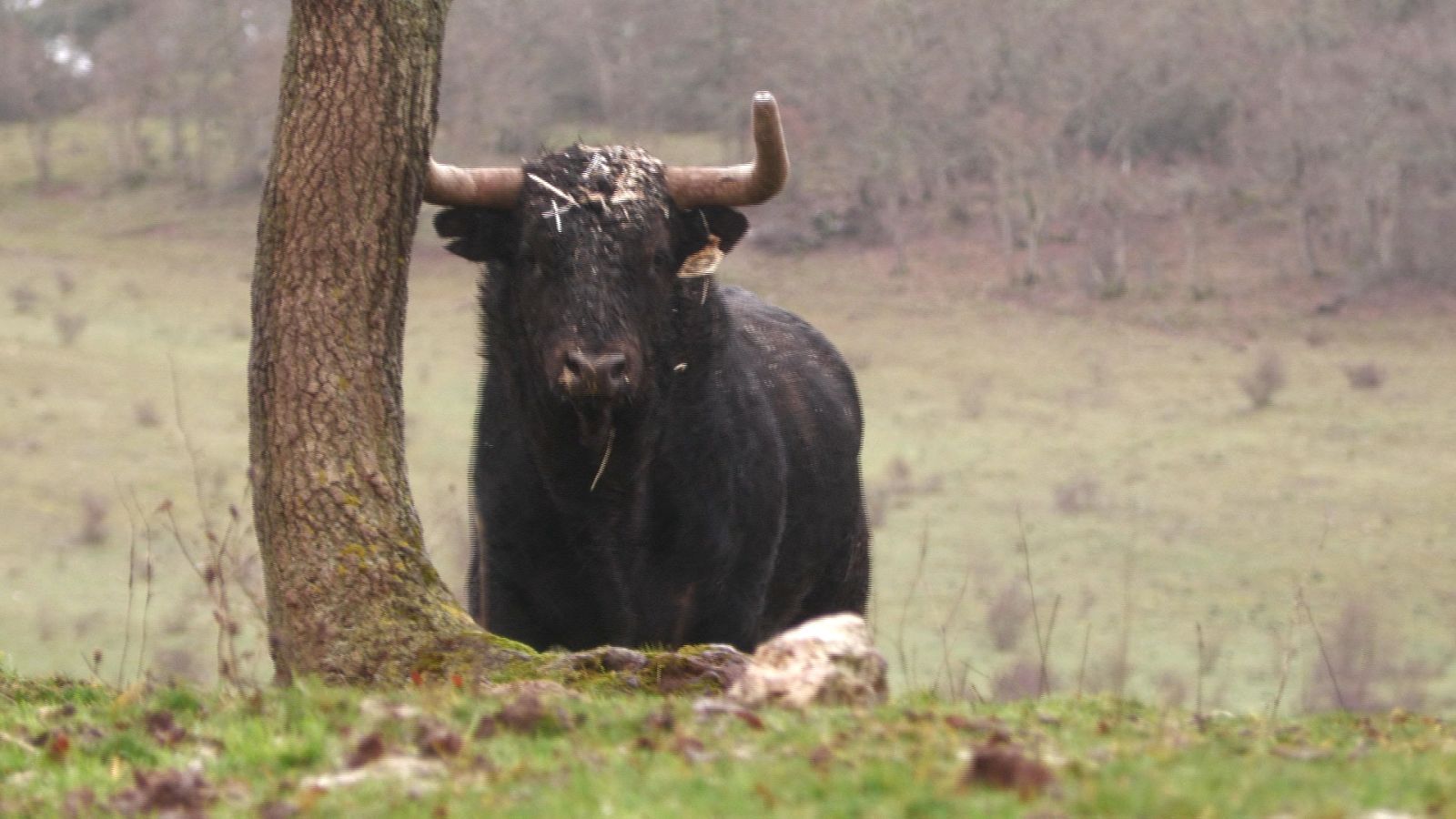 Tendido cero - 21/01/23 - ver ahora