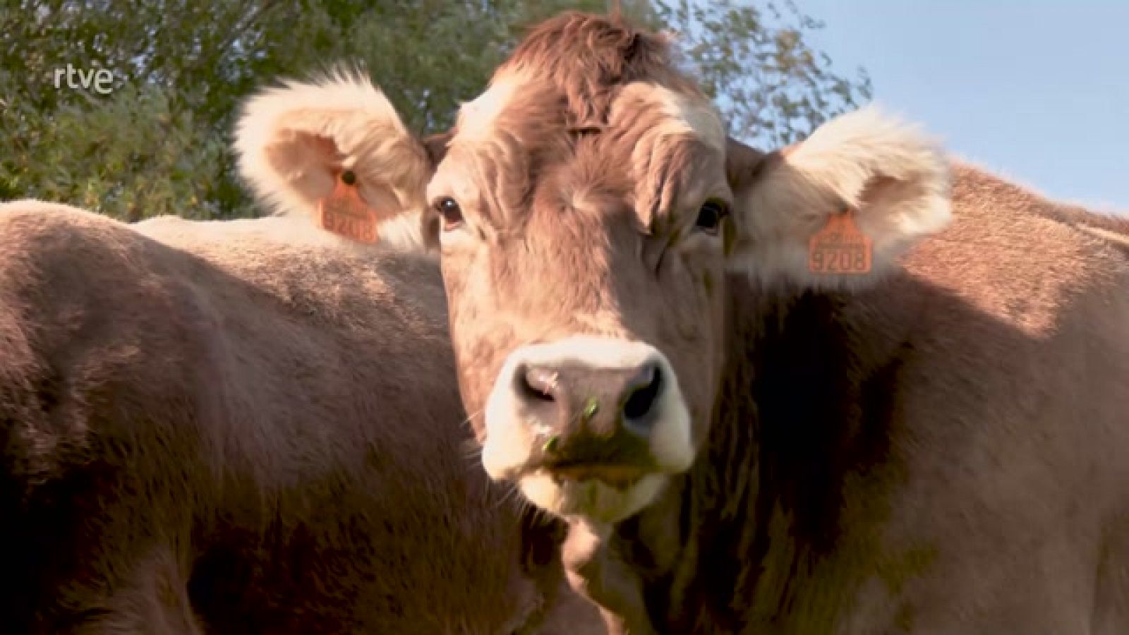 Aquí la Tierra - Ruta del Gigante del Valle Estrecho