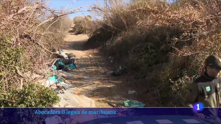 L'Informatiu - Els abocadors il·legals de marihuana provoquen problemes pel medi ambient