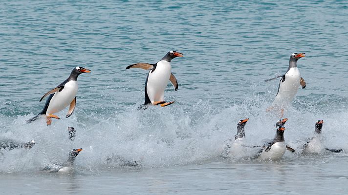 Somos Documentales - Las islas de los pingüinos: La supervivencia del más rápido