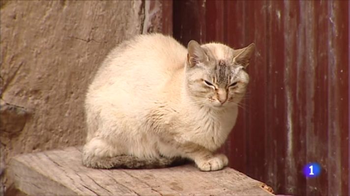 Informativo Telerioja - Informativo Telerioja  - 25/01/23