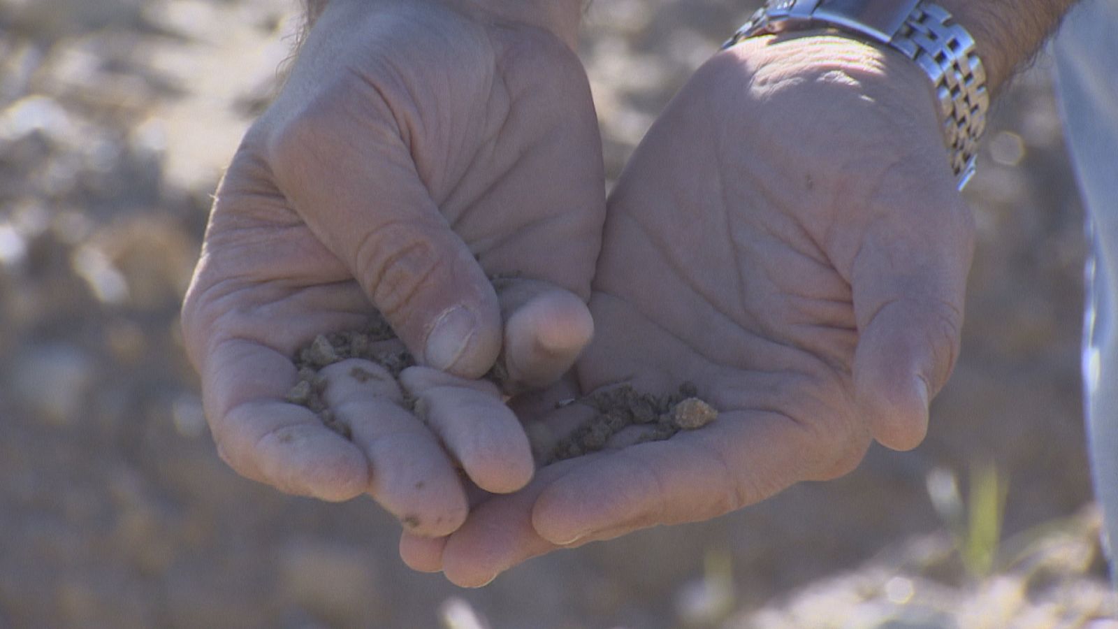 Sin tomate de industria por sequía - Ver ahora
