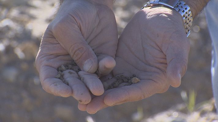 Noticias Andalucía - Sin tomate de industria por sequía