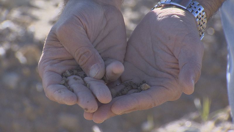 Sin tomate de industria por sequía