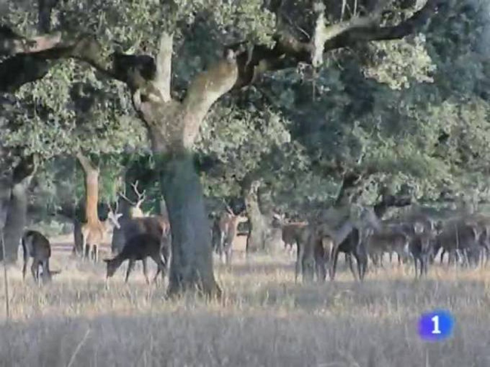 Noticias de Extremadura. Informativo Territorial de Extremadura. (27/01/10)