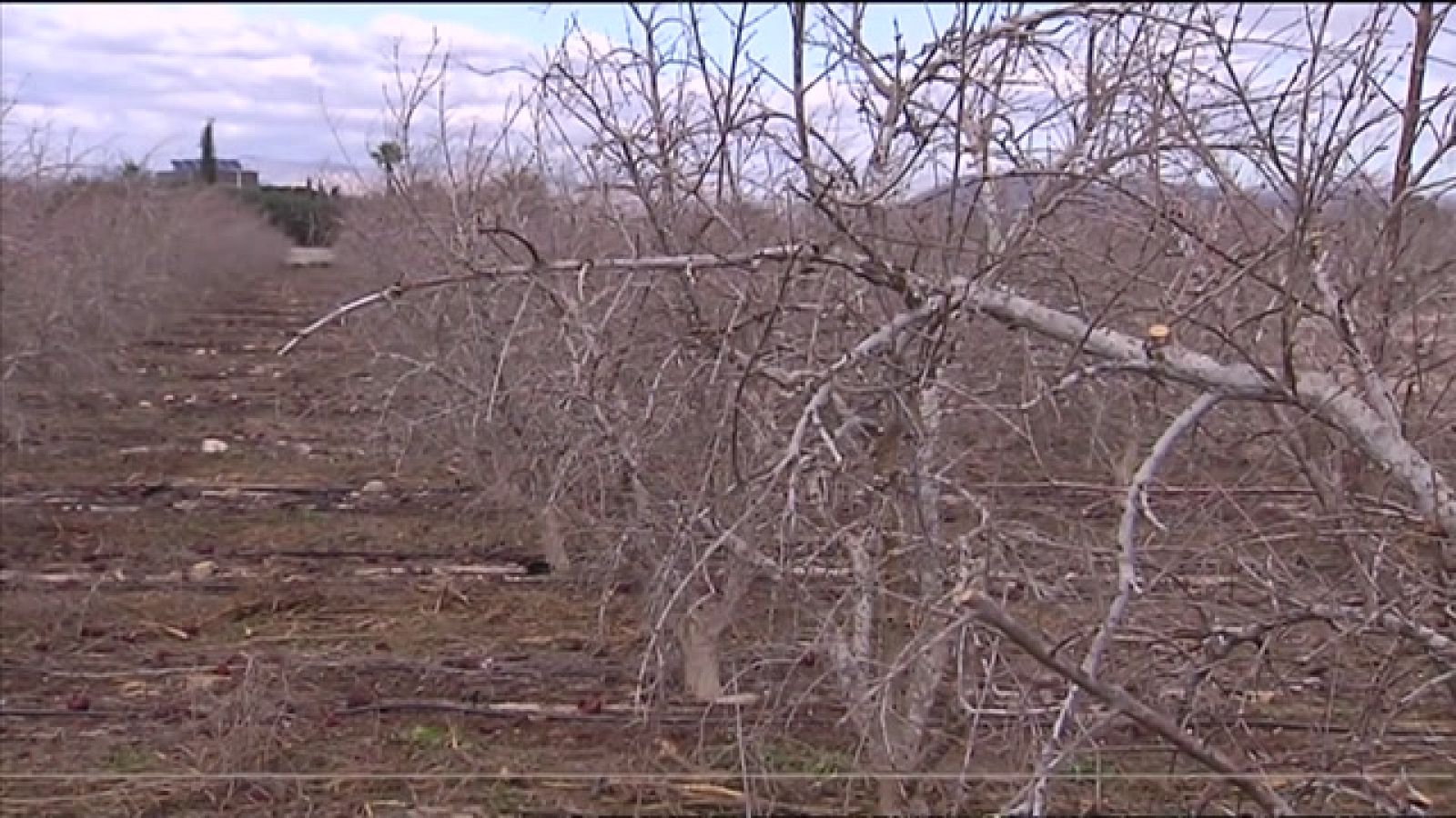 L'Informatiu de la Comunitat Valenciana 1 - 27/11/23 ver ahora